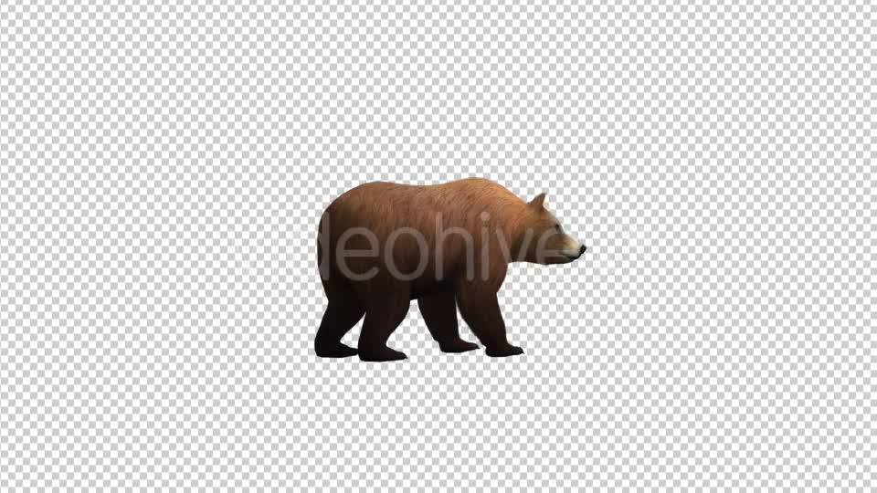 Bear Looking Around - Download Videohive 21174278