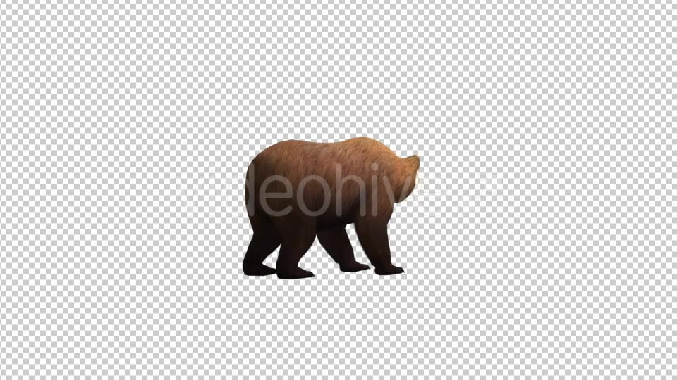 Bear Looking Around - Download Videohive 21174278