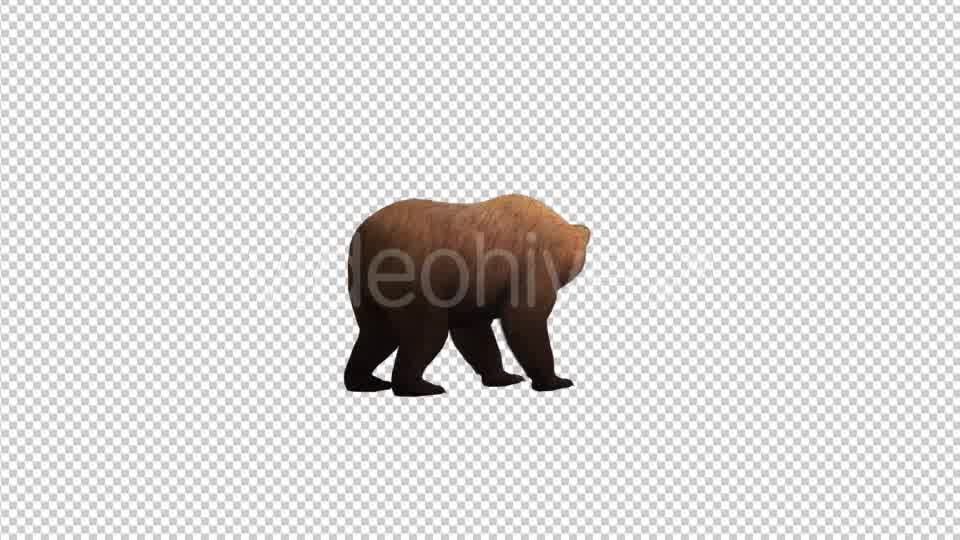 Bear Looking Around - Download Videohive 21174278