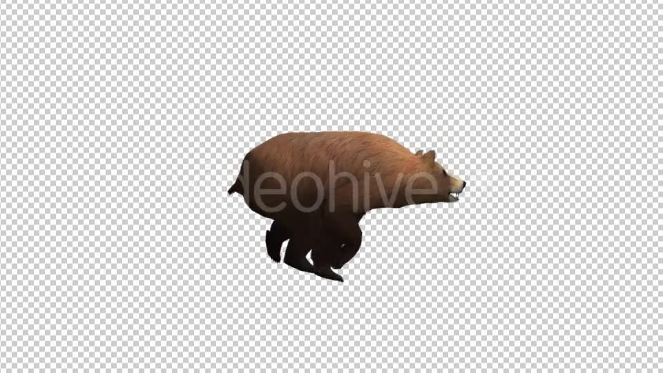 Bear Run - Download Videohive 21174462