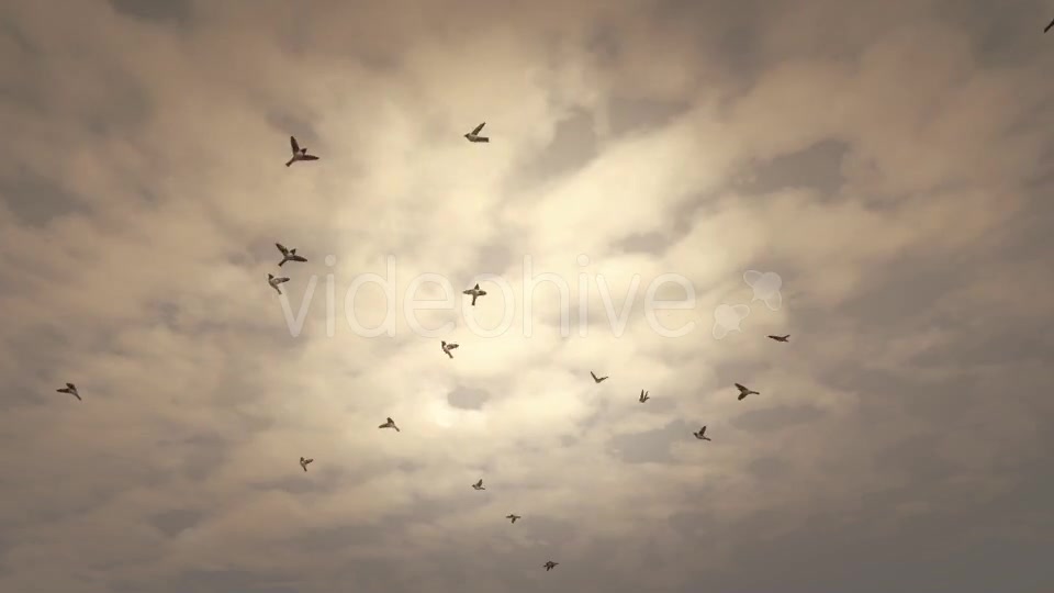 Birds Flying Background - Download Videohive 19467585