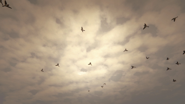 Birds Flying Background - Download Videohive 19467585