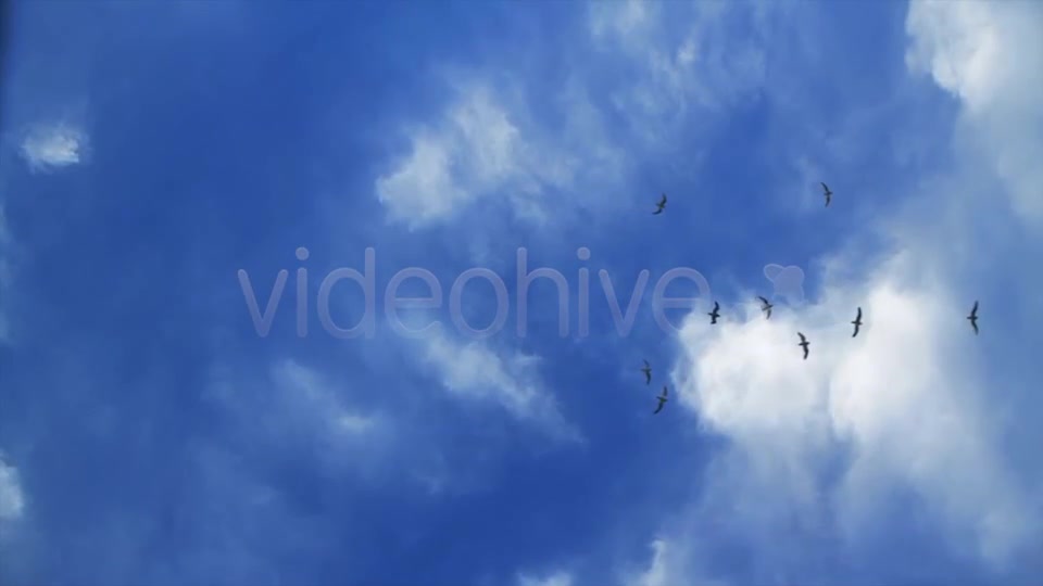 Birds Pack Videohive 2594076 Motion Graphics Image 10