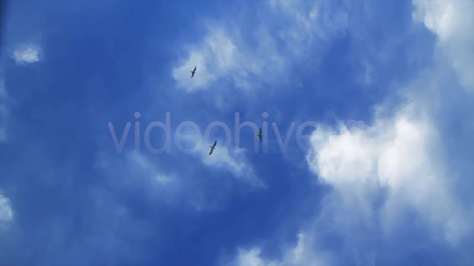Birds Pack Videohive 2594076 Motion Graphics Image 3