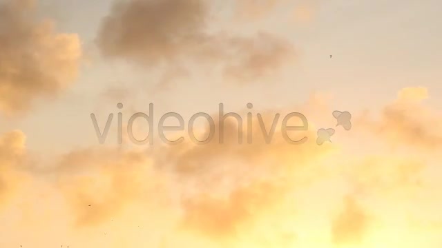 Birds  Videohive 2294931 Stock Footage Image 1