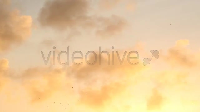 Birds  Videohive 2294931 Stock Footage Image 2