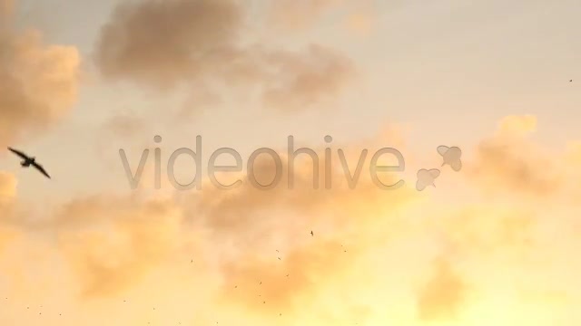 Birds  Videohive 2294931 Stock Footage Image 3