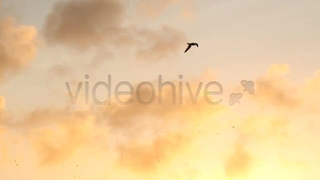 Birds  Videohive 2294931 Stock Footage Image 4