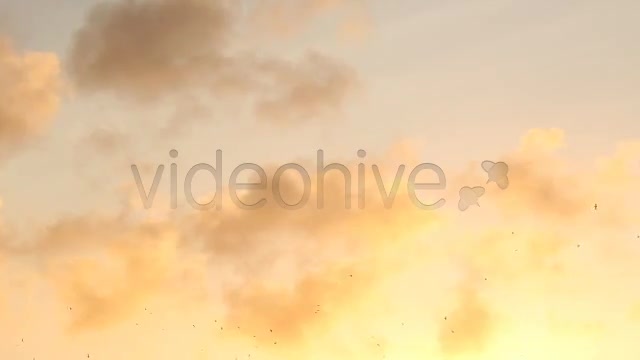 Birds  Videohive 2294931 Stock Footage Image 5