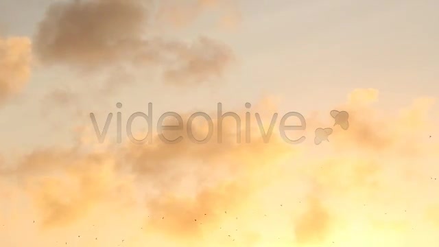Birds  Videohive 2294931 Stock Footage Image 6
