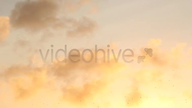 Birds  Videohive 2294931 Stock Footage Image 7