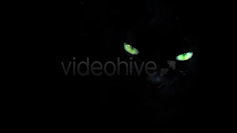 Black Cat  Videohive 7689174 Stock Footage Image 1