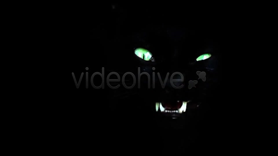 Black Cat  Videohive 7689174 Stock Footage Image 10