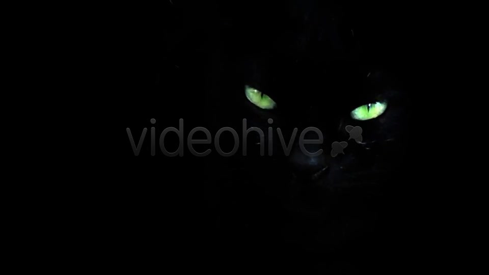 Black Cat  Videohive 7689174 Stock Footage Image 2