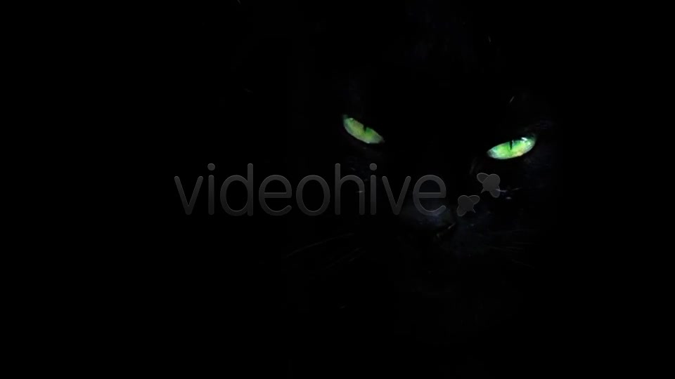 Black Cat  Videohive 7689174 Stock Footage Image 3