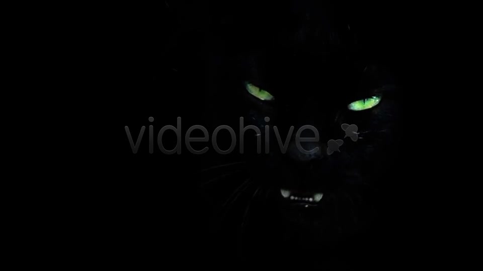 Black Cat  Videohive 7689174 Stock Footage Image 4