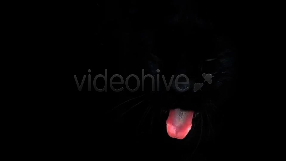 Black Cat  Videohive 7689174 Stock Footage Image 5