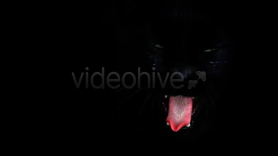 Black Cat  Videohive 7689174 Stock Footage Image 6