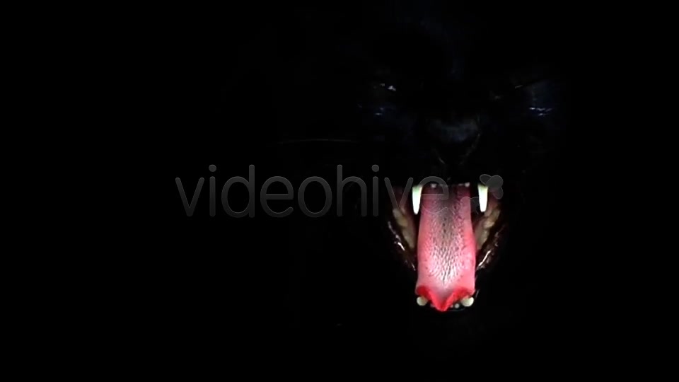 Black Cat  Videohive 7689174 Stock Footage Image 7