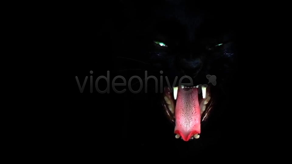 Black Cat  Videohive 7689174 Stock Footage Image 8