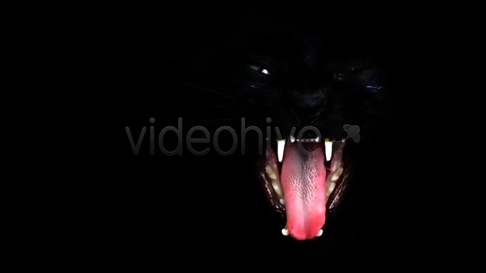 Black Cat  Videohive 7689174 Stock Footage Image 9