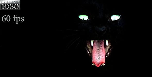 Black Cat  - 7689174 Download Videohive