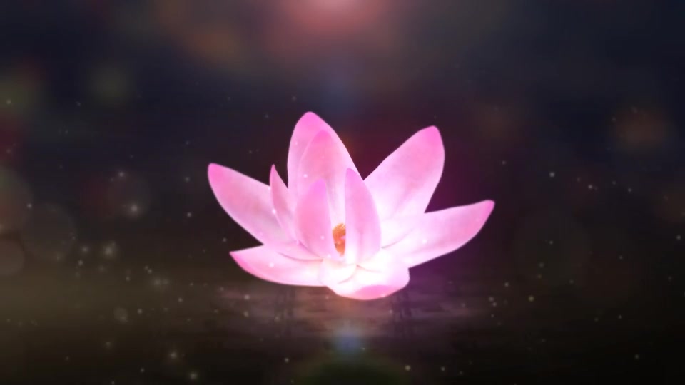 Blooming Lotus Logo Reveal Videohive 31343563 After Effects Image 2