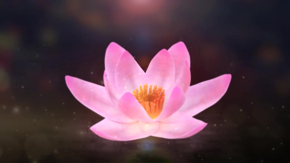 Blooming Lotus Logo Reveal Videohive 31343563 After Effects Image 3