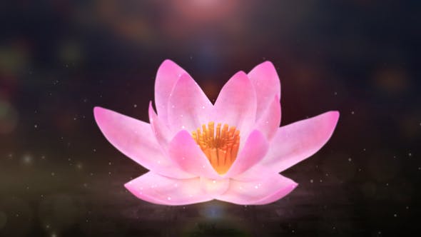 Blooming Lotus Logo Reveal - 31343563 Download Videohive