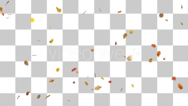 Blowing & Falling Leaves - Download Videohive 13203099