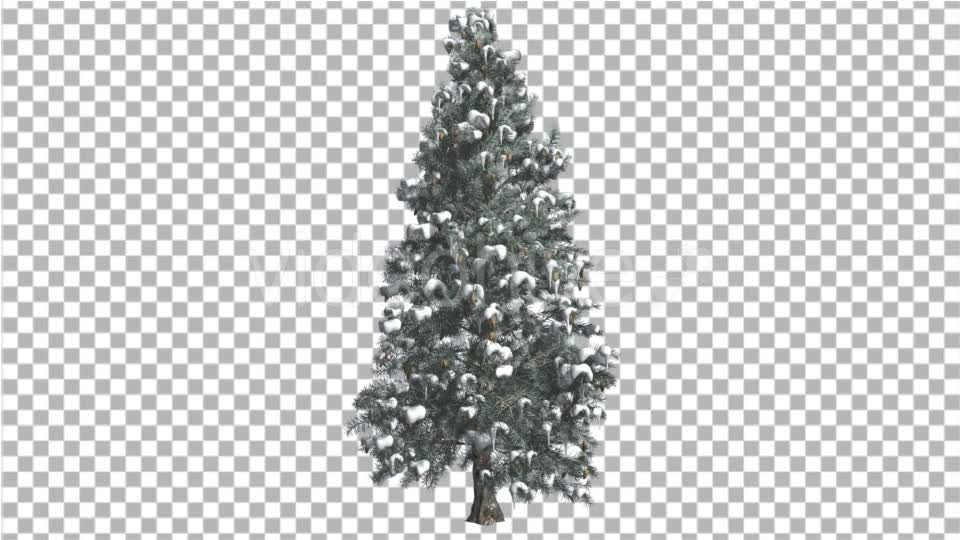 Blue Spruce Snow on a Branches Tree Distantly - Download Videohive 14749667