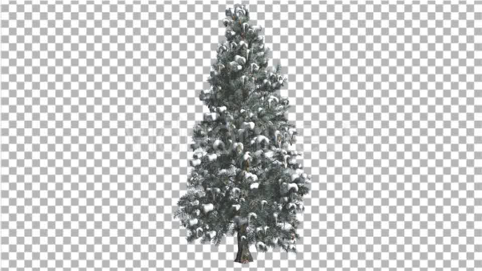 Blue Spruce Snow on a Branches Tree Distantly - Download Videohive 14749667