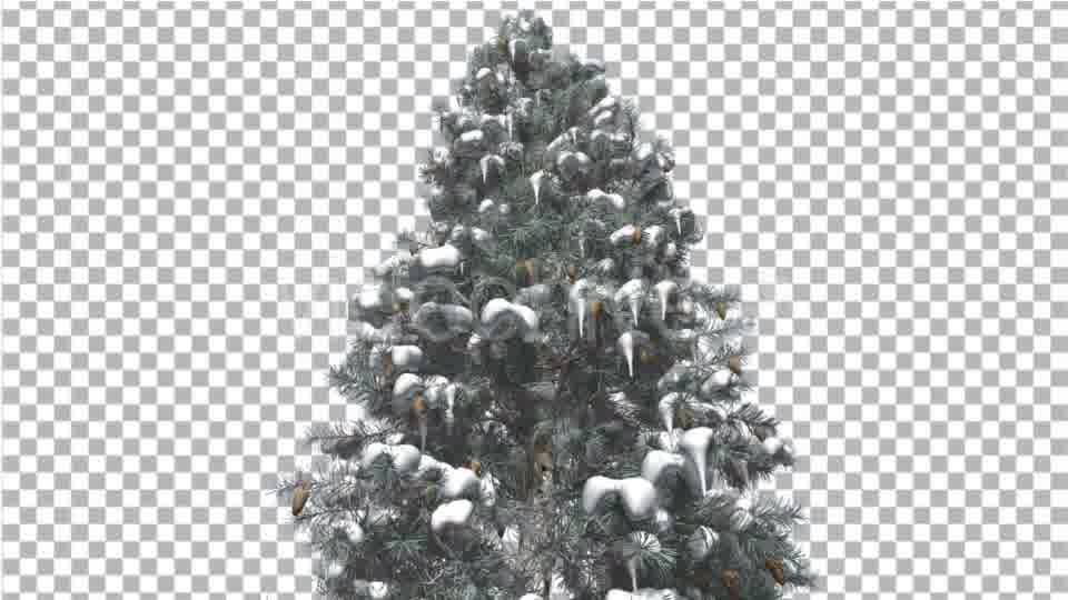 Blue Spruce Snow on a Branches Tree With Cones - Download Videohive 16958270