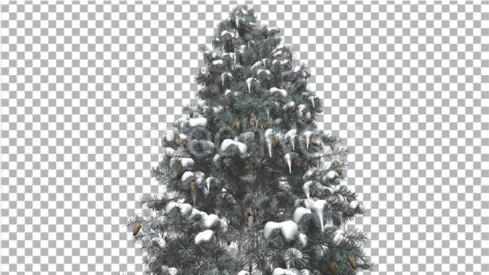 Blue Spruce Snow on a Branches Tree With Cones - Download Videohive 16958270