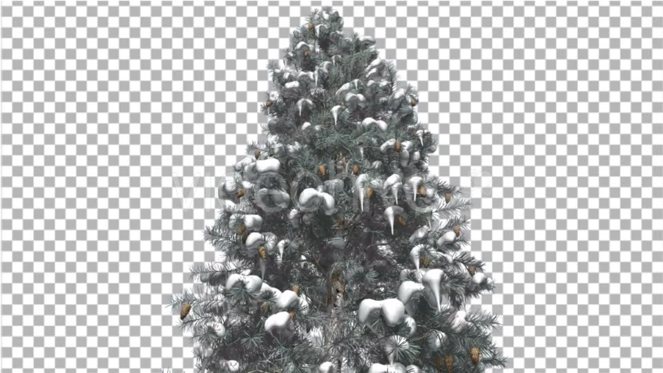 Blue Spruce Snow on a Branches Tree With Cones - Download Videohive 16958270