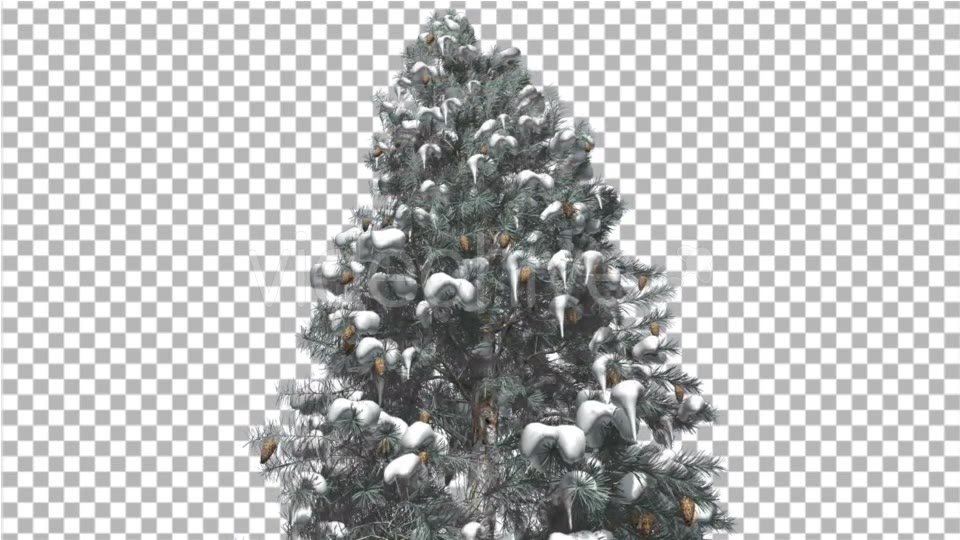 Blue Spruce Snow on a Branches Tree With Cones - Download Videohive 16958270