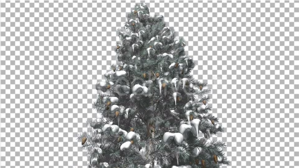 Blue Spruce Snow on a Branches Tree With Cones - Download Videohive 16958270