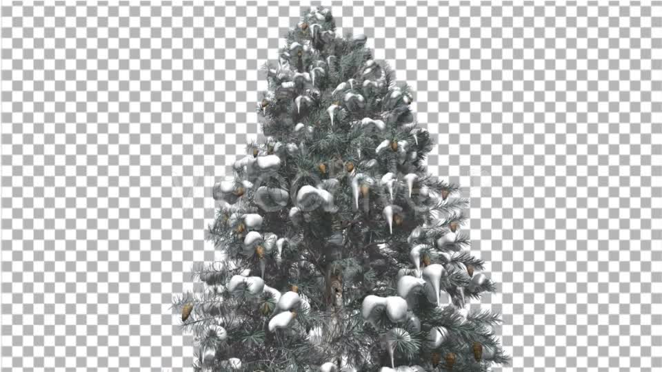 Blue Spruce Snow on a Branches Tree With Cones - Download Videohive 16958270