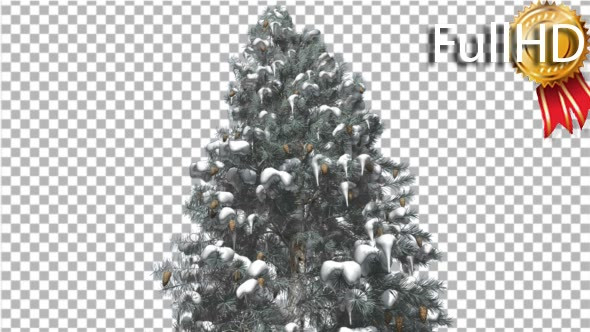 Blue Spruce Snow on a Branches Tree With Cones - Download Videohive 16958270