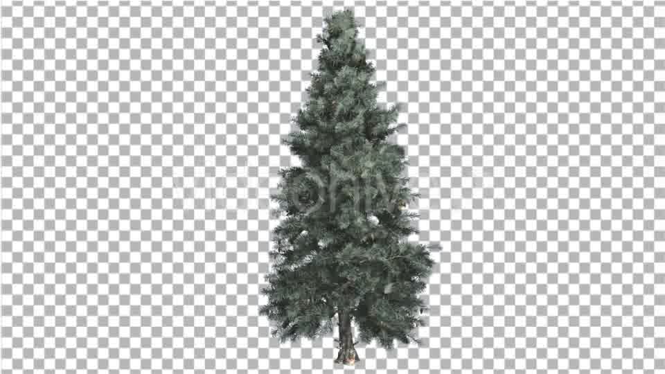 Blue Spruce Thin Tree in Winter or Summer - Download Videohive 14789873