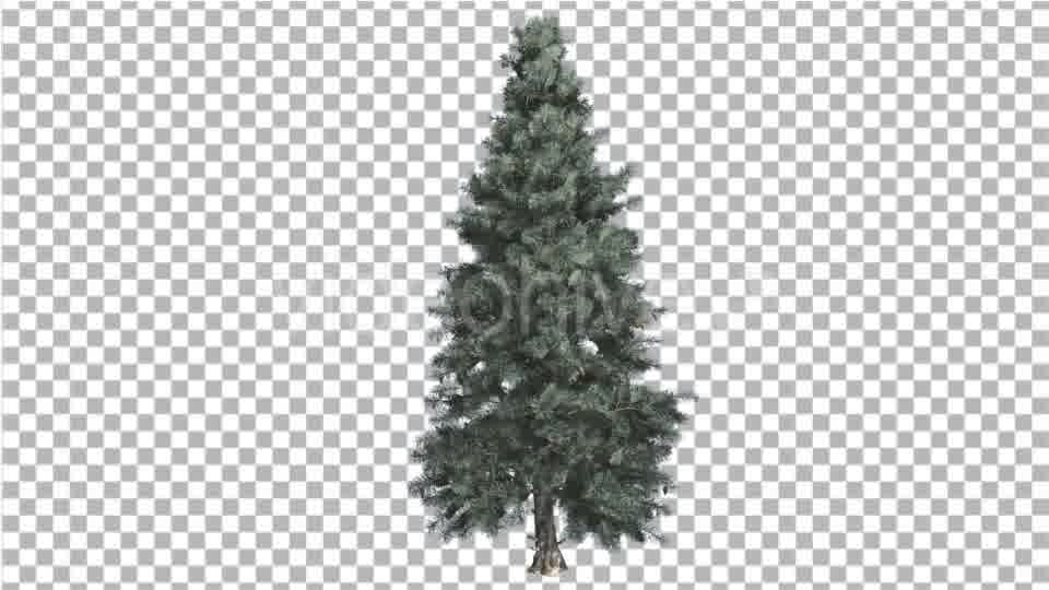 Blue Spruce Thin Tree in Winter or Summer - Download Videohive 14789873