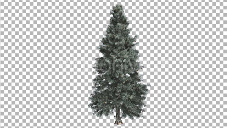 Blue Spruce Thin Tree in Winter or Summer - Download Videohive 14789873