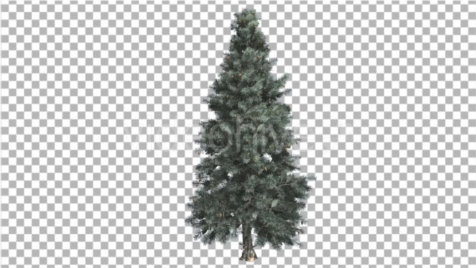 Blue Spruce Thin Tree in Winter or Summer - Download Videohive 14789873