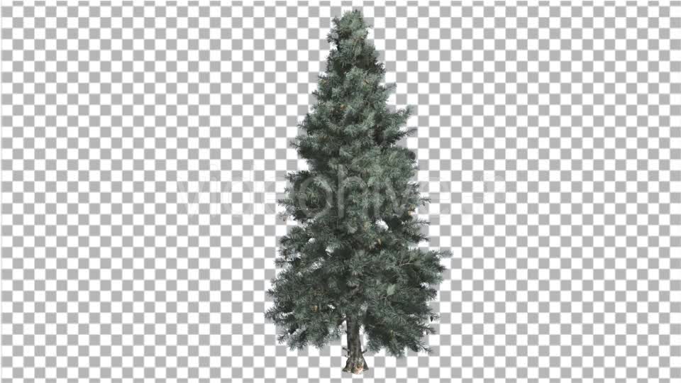 Blue Spruce Thin Tree in Winter or Summer - Download Videohive 14789873
