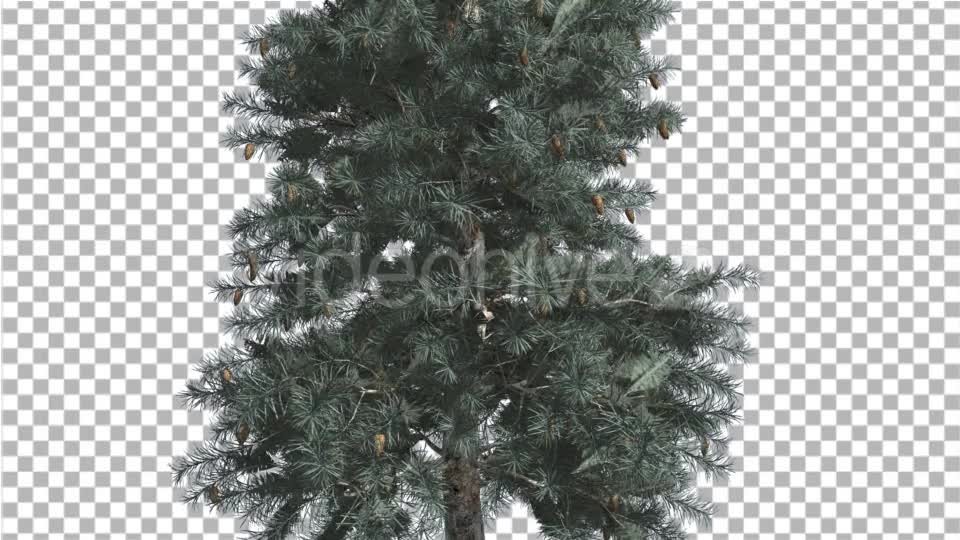 Blue Spruce Thin Tree in Winter or Summer Middle - Download Videohive 14734369