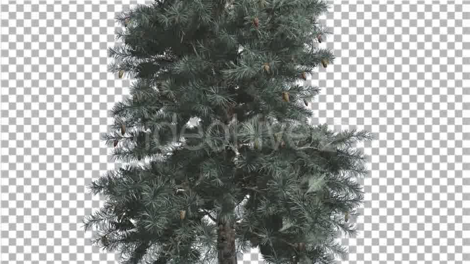 Blue Spruce Thin Tree in Winter or Summer Middle - Download Videohive 14734369