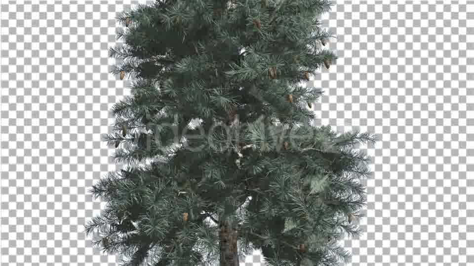 Blue Spruce Thin Tree in Winter or Summer Middle - Download Videohive 14734369