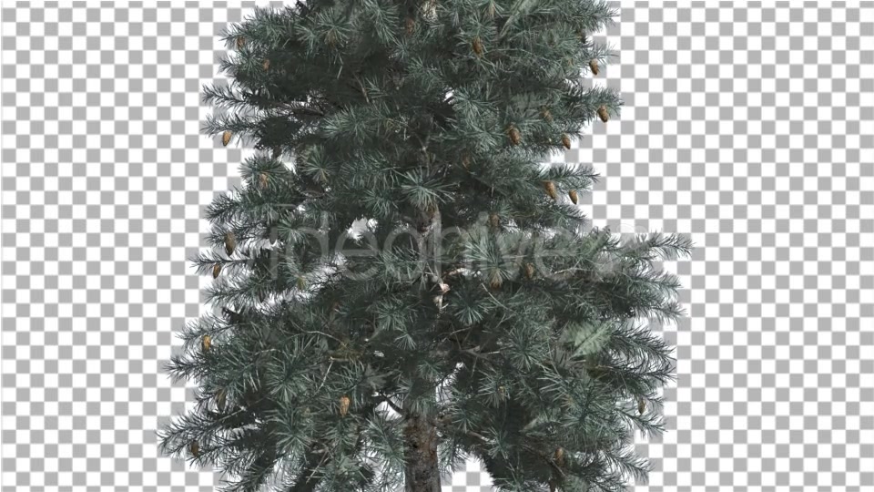 Blue Spruce Thin Tree in Winter or Summer Middle - Download Videohive 14734369