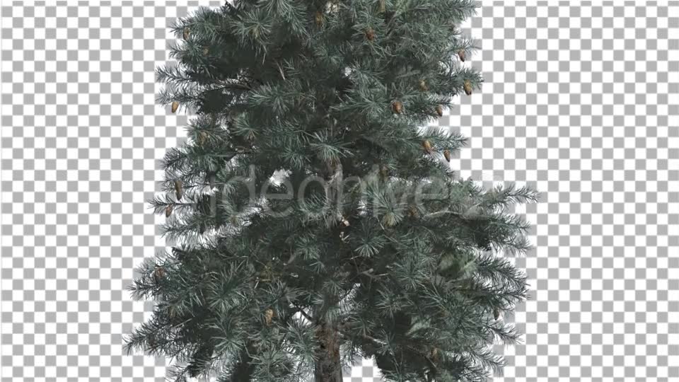 Blue Spruce Thin Tree in Winter or Summer Middle - Download Videohive 14734369