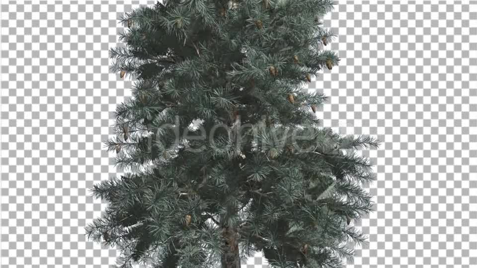 Blue Spruce Thin Tree in Winter or Summer Middle - Download Videohive 14734369